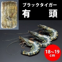 【冷凍】有頭ﾌﾞｳﾗｯｸﾀｲｶﾞｰｴﾋﾞ 35尾