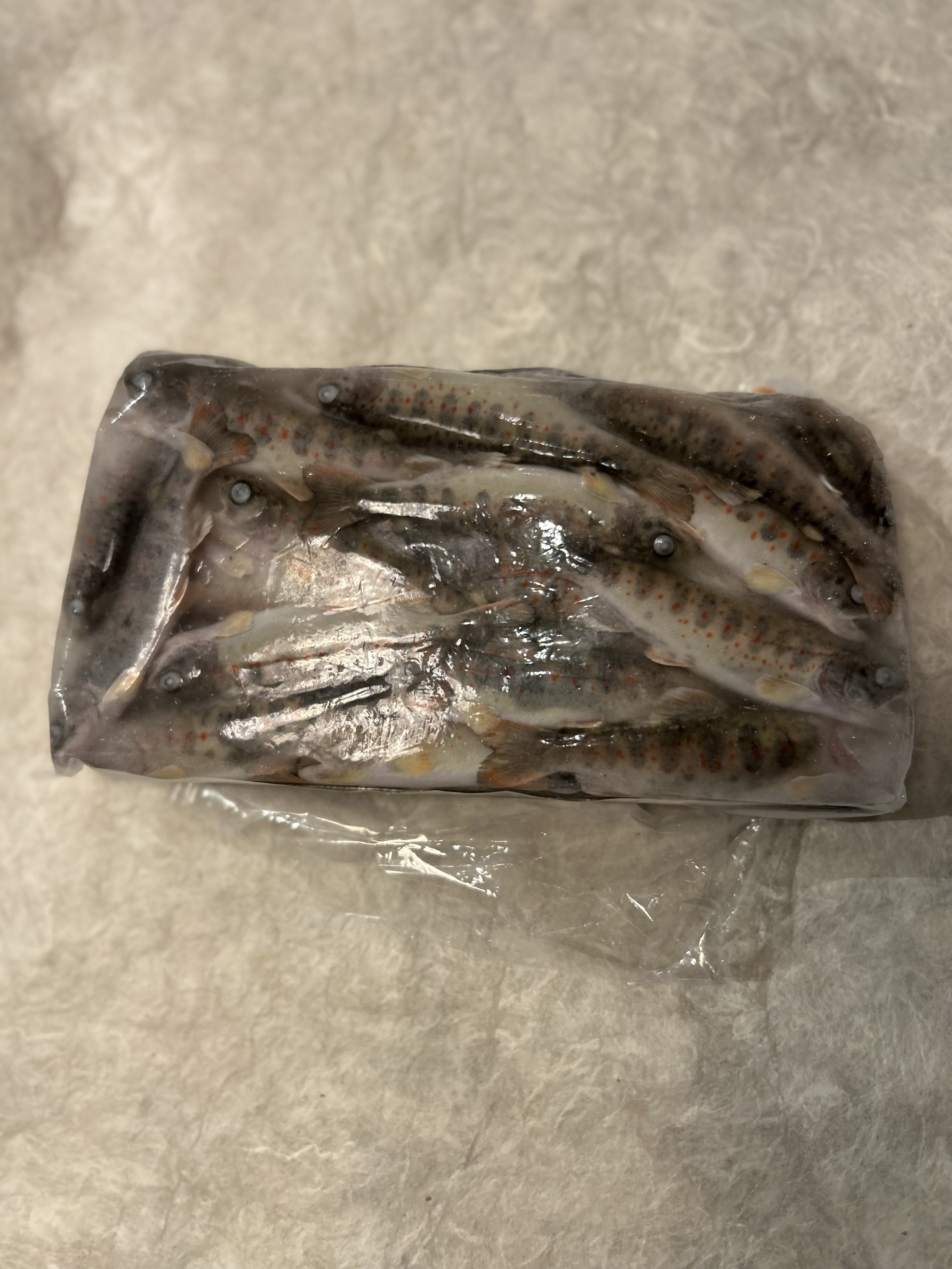 【冷凍】高知県仁淀川産/あまごの稚魚