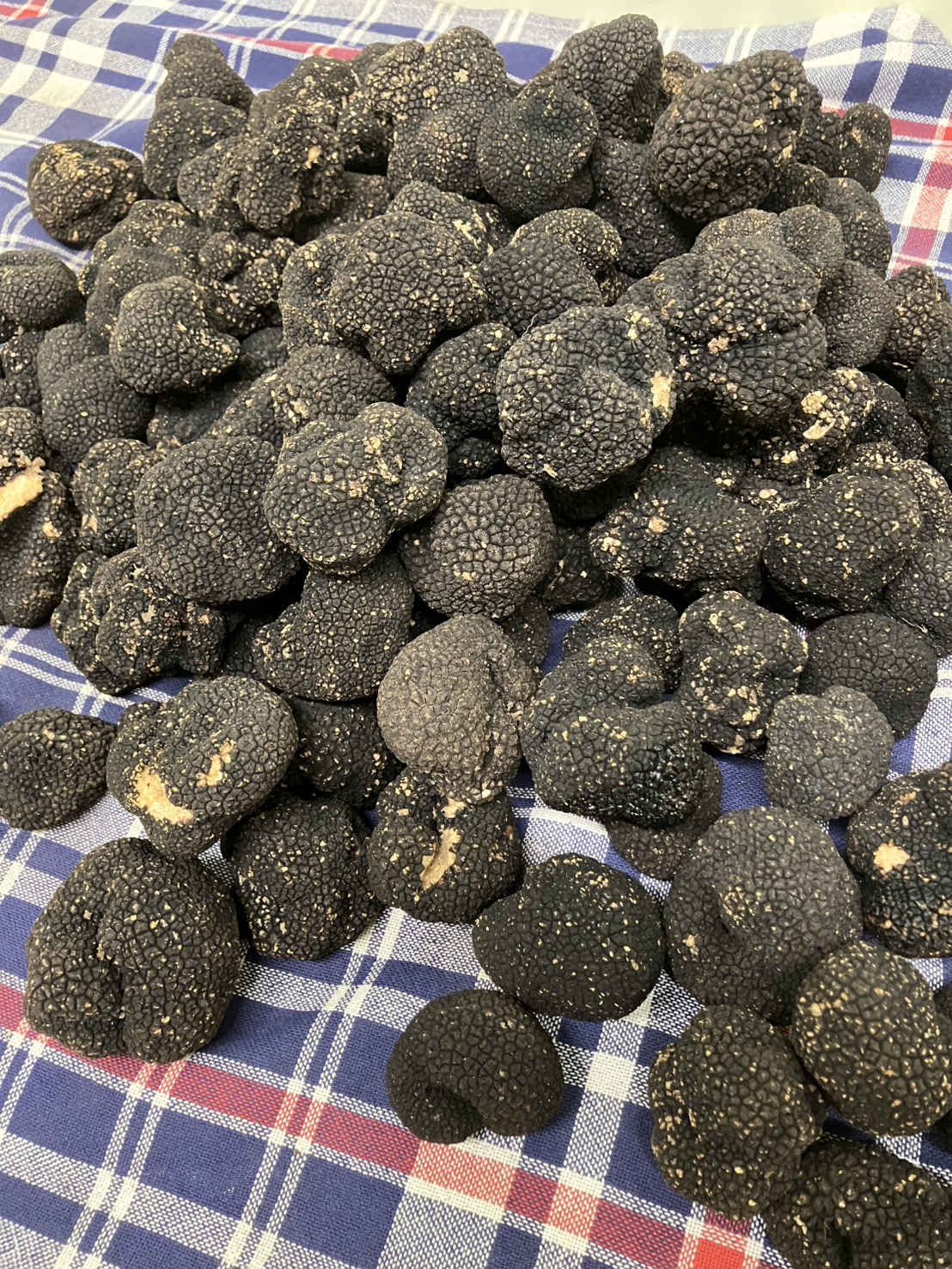 【冷蔵】ｲﾀﾘｱ産/ｻﾏｰﾄﾘｭﾌ <予約品>