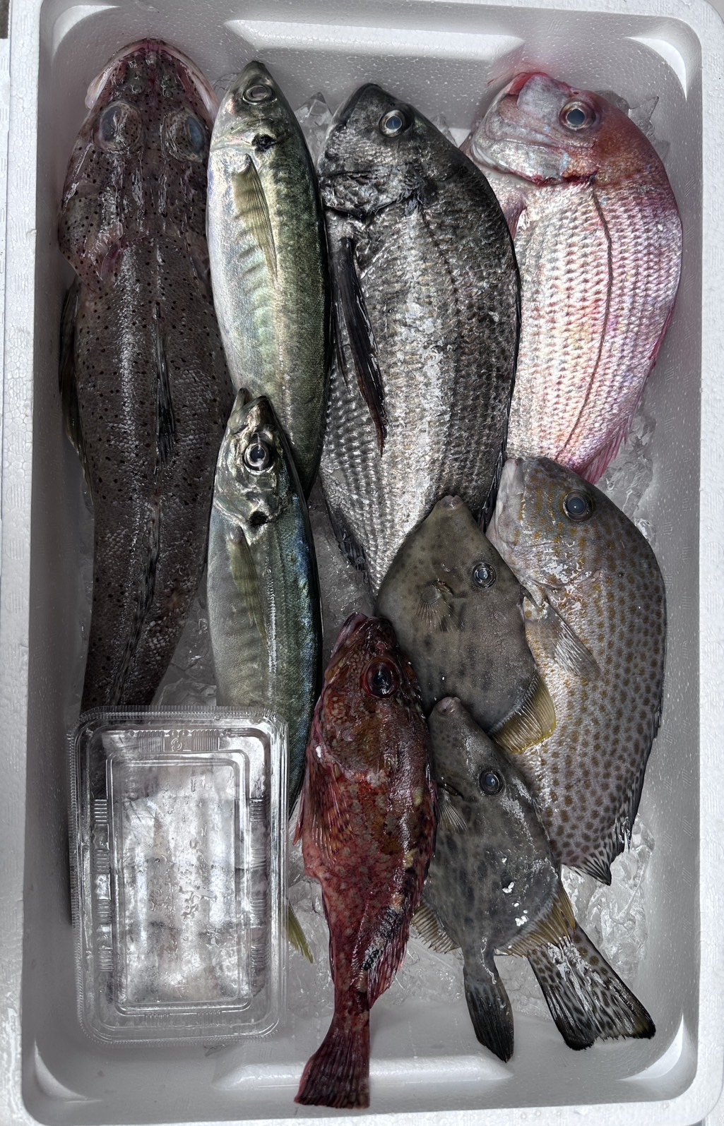 【冷蔵】北魚山口さんｾﾚｸﾄ 鮮魚ｾｯﾄ･選
