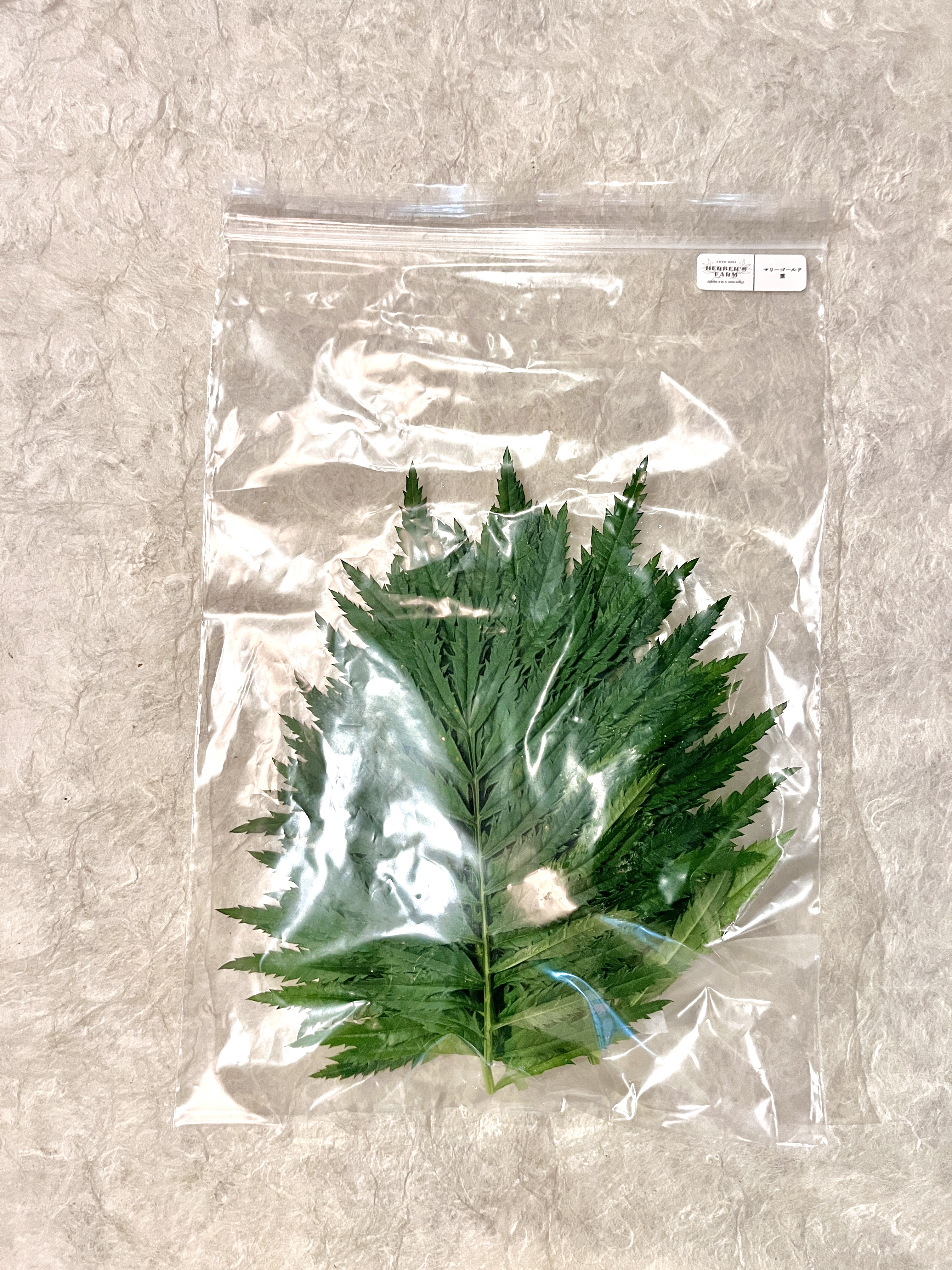 【冷蔵】HERBERSFARM/ﾏﾘｰｺﾞｰﾙﾄﾞ(葉) <予約品>