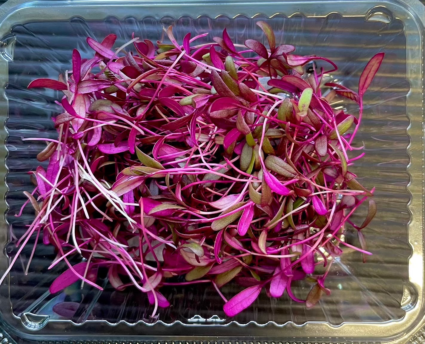 【冷蔵】HERBERSFARM/ｱﾏﾗﾝｻｽ 6g <予約品>