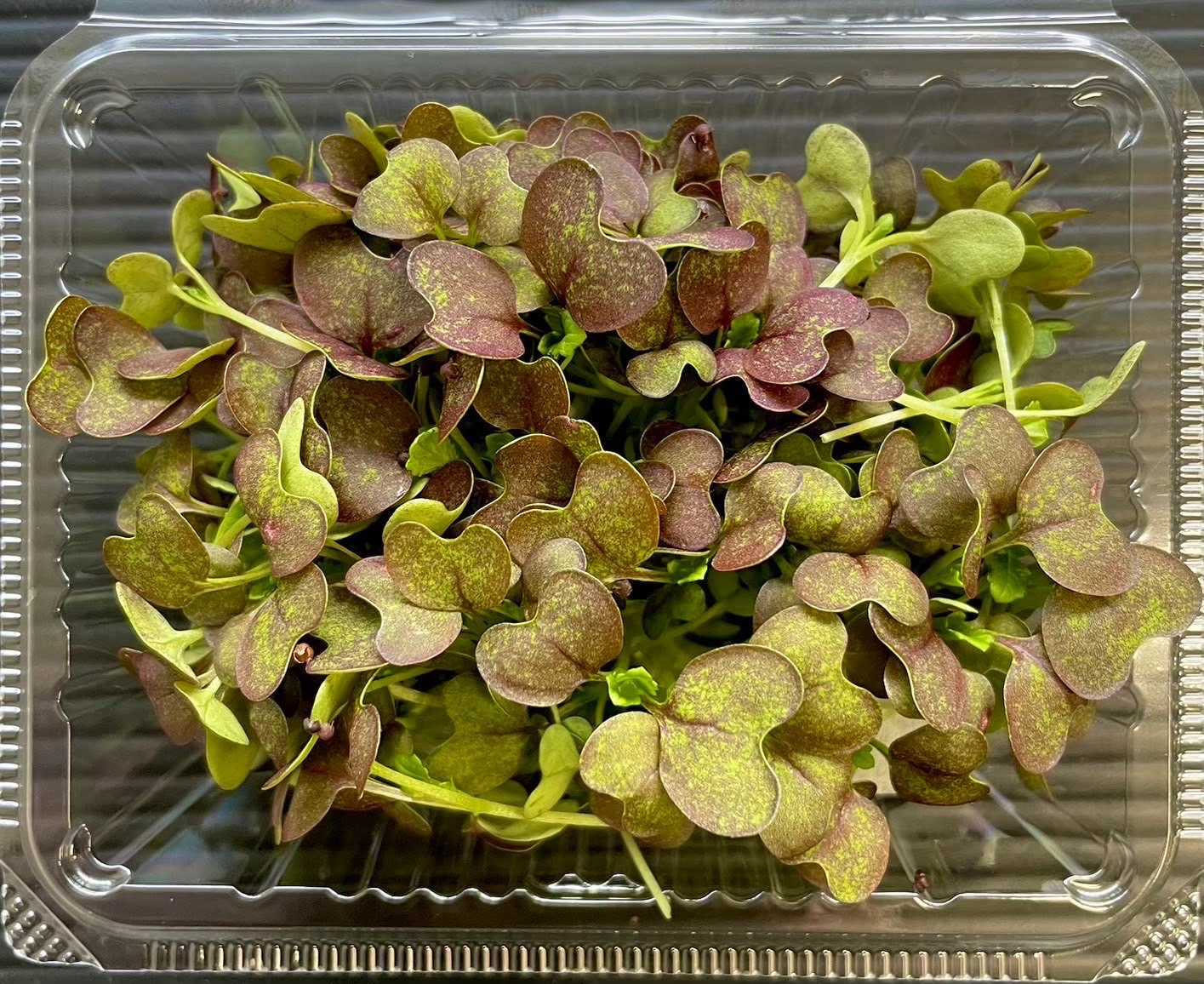 【冷蔵】HERBERSFARM/からし菜･ﾏｲｸﾛ <予約品>