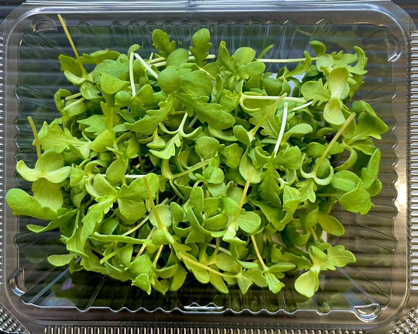 【冷蔵】HERBERSFARM/春菊 <予約品>