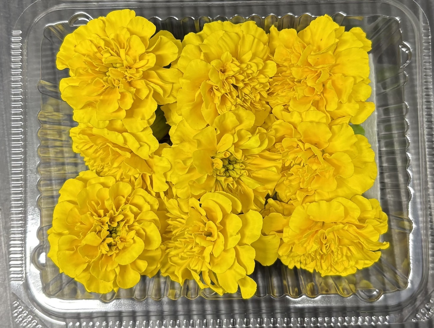 【冷蔵】★HERBERSFARM/ﾏﾘｰｺﾞｰﾙﾄﾞ(黄色)
