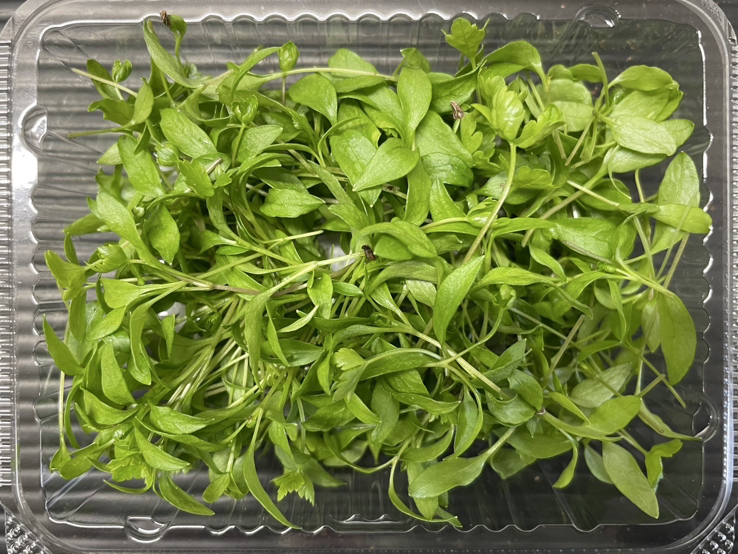 【冷蔵】HERBERSFARM/三つ葉(ﾏｲｸﾛ) <予約品>