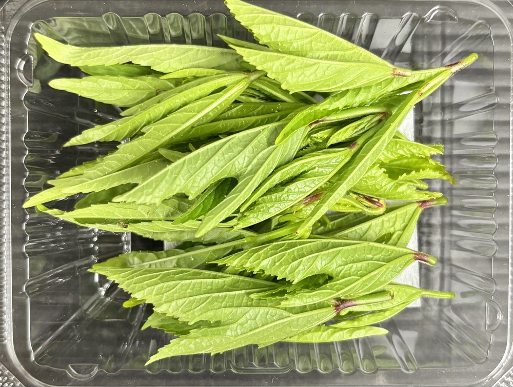 【冷蔵】HERBERSFARM/ﾛｰｾﾞﾙ(新芽) <予約品>