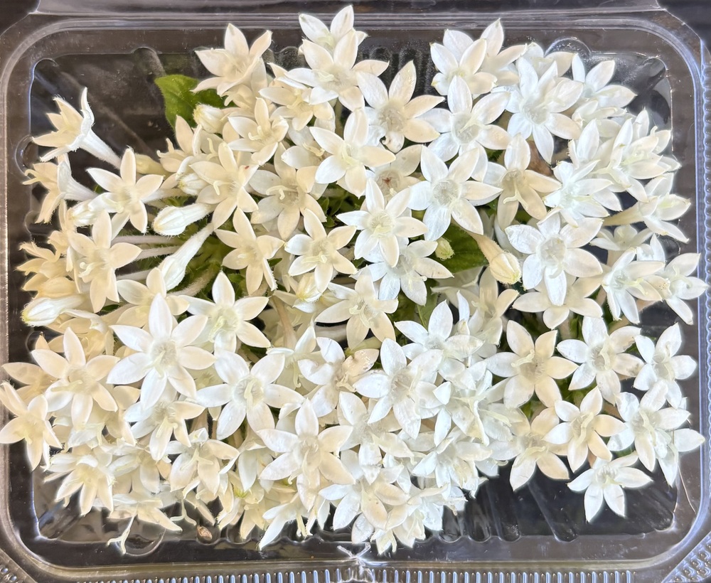 【冷蔵】HERBERSFARM/ﾍﾟﾝﾀｽ(白) <予約品>