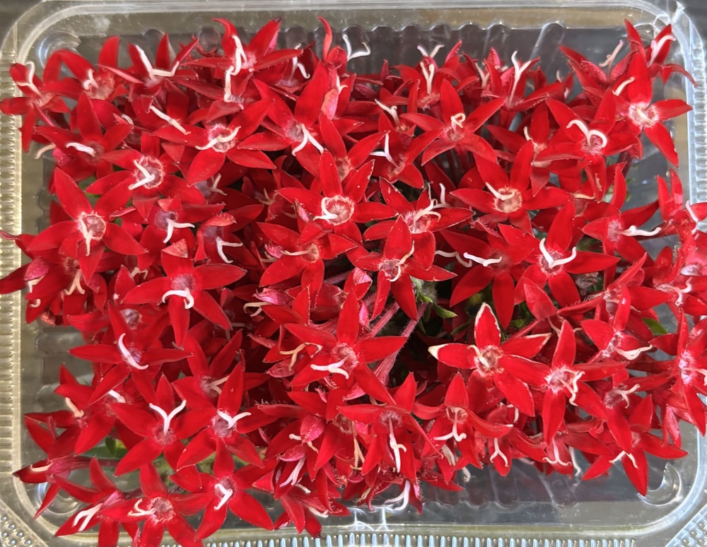 【冷蔵】HERBERSFARM/ﾍﾟﾝﾀｽ(赤) <予約品>