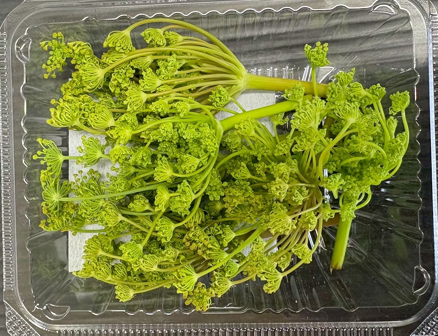 【冷蔵】★HERBERSFARM/ﾌｪﾝﾈﾙ 蕾 <予約品>