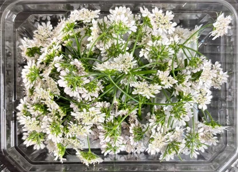 【冷蔵】★HERBERSFARM/ｺﾘｱﾝﾀﾞｰ 花 <予約品>